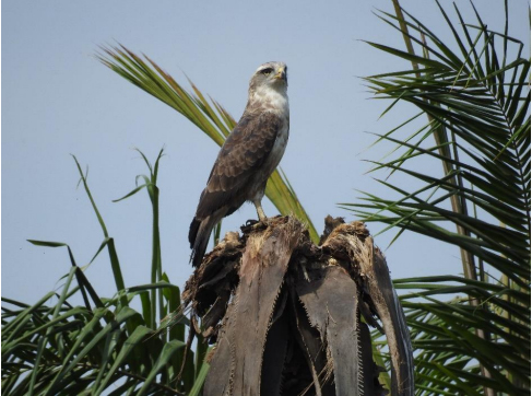Western Banded Snake Eagle